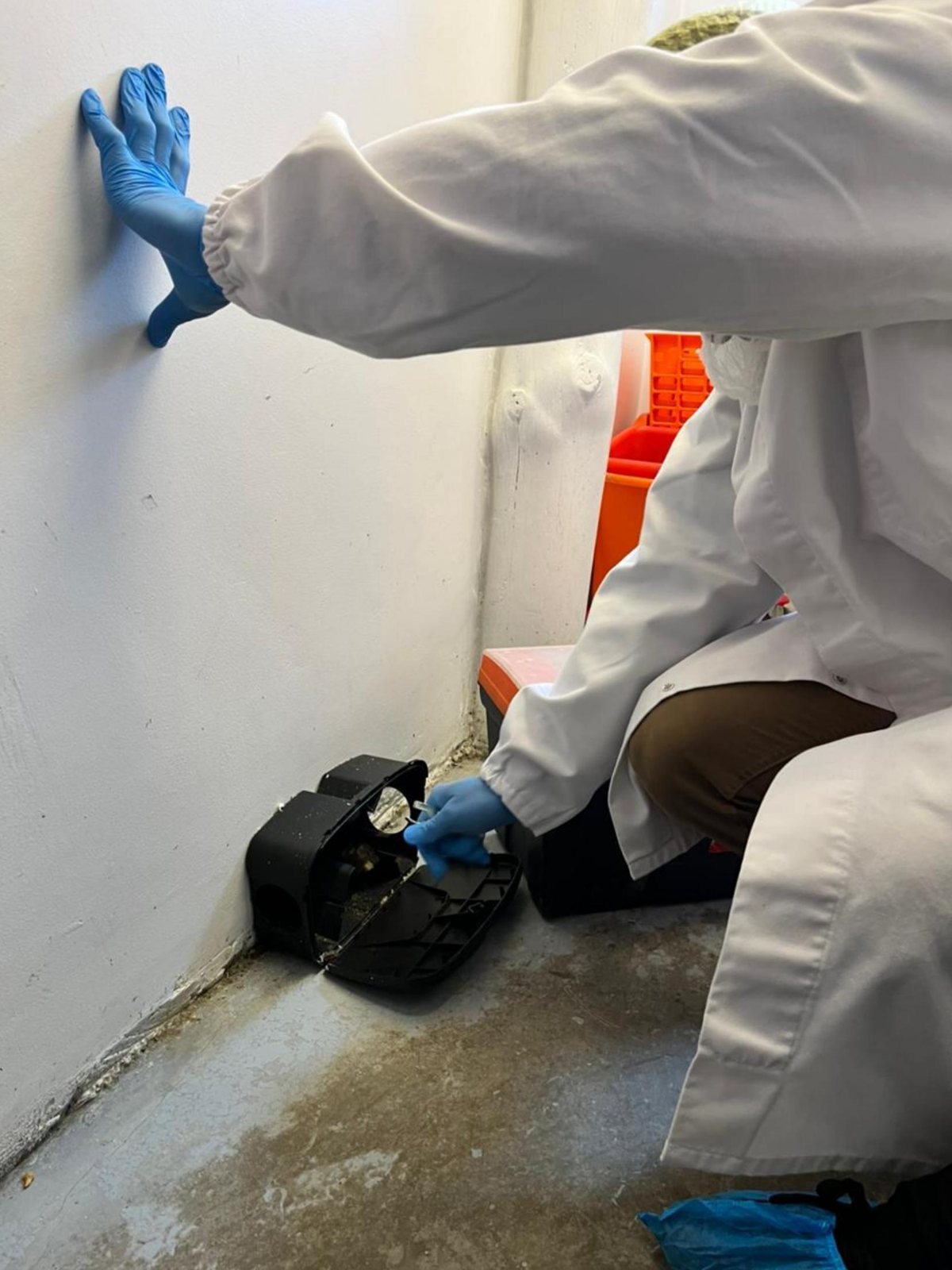 ASC registered operator inspecting a tamper resistant rodent bait station