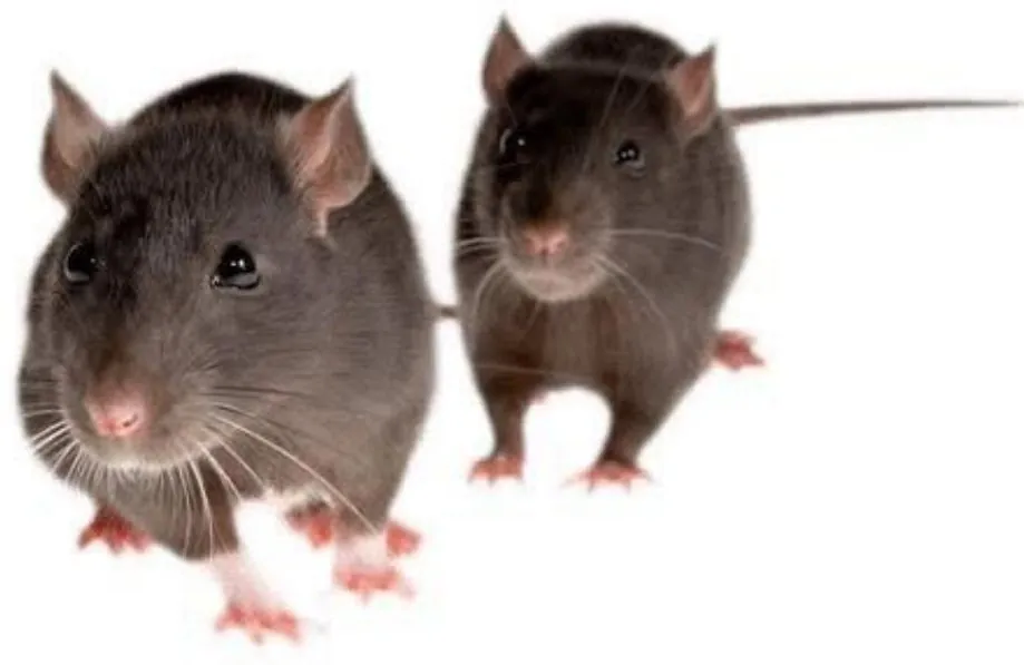 Brown rat, Rattus norvegicus, a large brown-grey rodent with a blunt nose, small ears and a thick tail, the most common commercial rodent pest in South African food facilities
