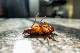 Technician inspecting a school kitchen for cockroaches
