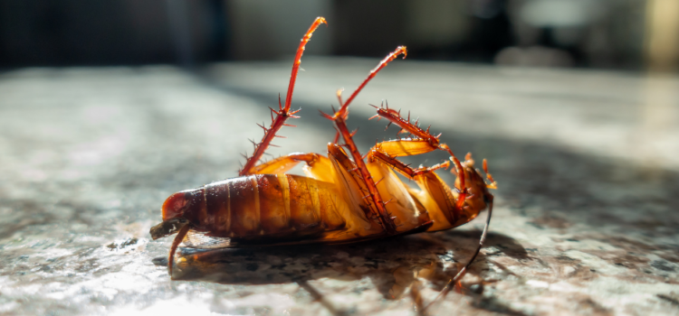 Cockroach Control, ASC Pest Control