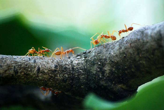 Fly & Ant Control, ASC Pest Control