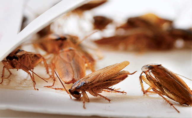 German cockroach monitor placed behind commercial equipment