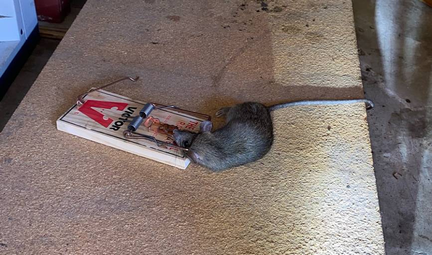 Discreet rodent station in an office service riser