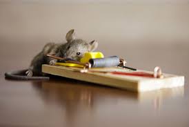 ASC Pest Control frequently asked questions, integrated pest management answers