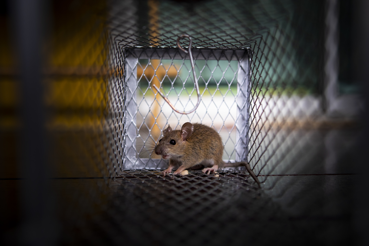 Rodent device map overlaid on a site floor plan