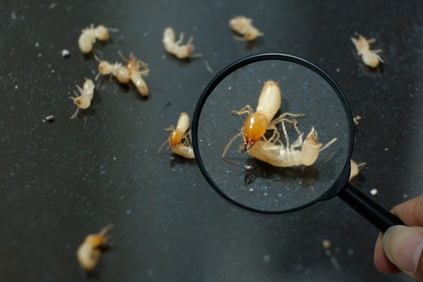 Termite Control, ASC Pest Control