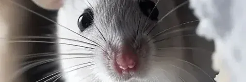 When to Call a Pest Control Expert vs DIY | ASC Pest Control