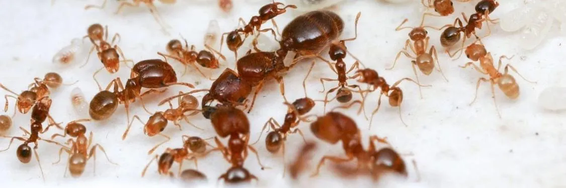 How to Get Rid of Ants