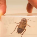 DIY Pest Control Solutions scaled 2 e1759405234178