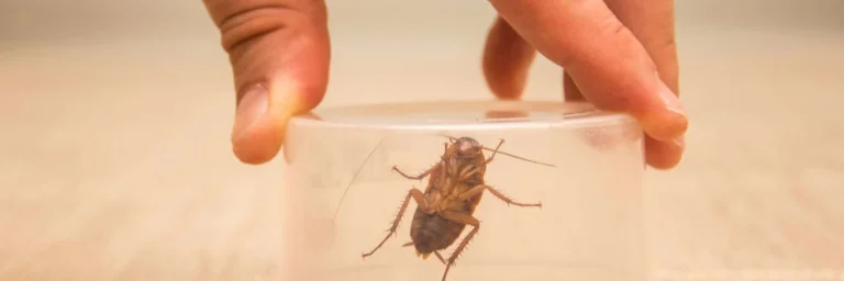 DIY Pest Control Solutions scaled 2 e1759405234178