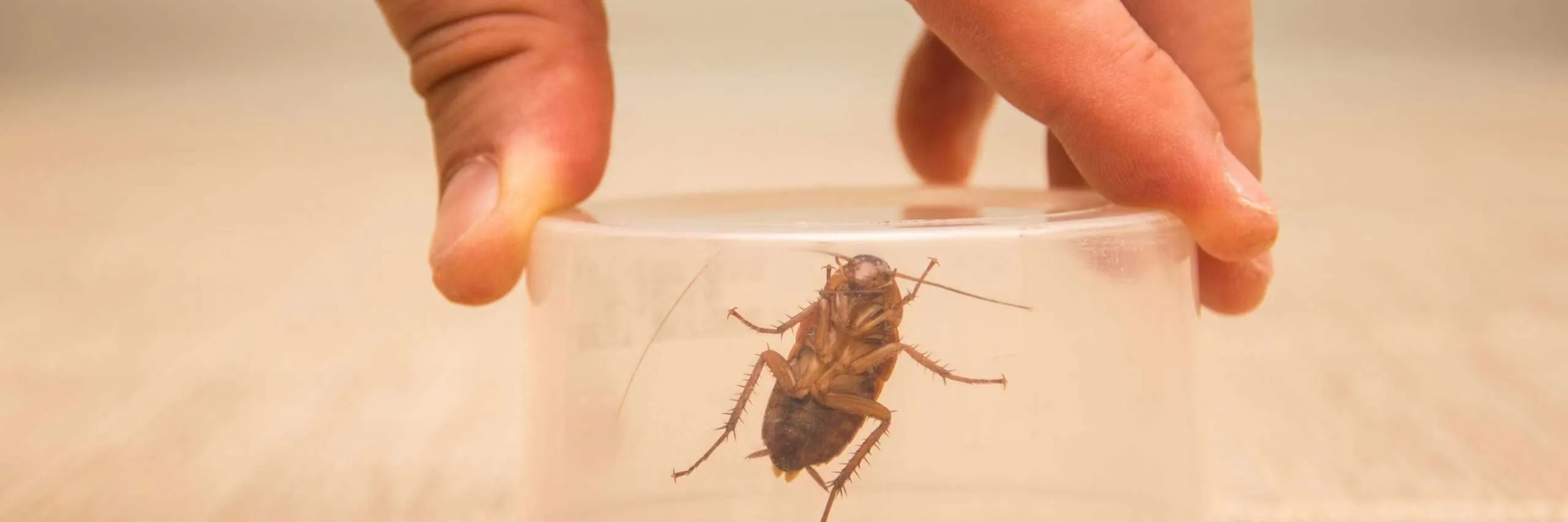 DIY Pest Control Solutions scaled 2 e1759405234178