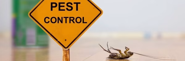 Top Signs You May Have a Pest Problem in Your Home