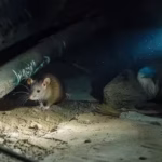 rodent pest control idaho falls 640w e1759407693896